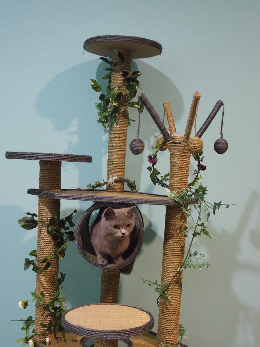 A cat resting in the cat tree