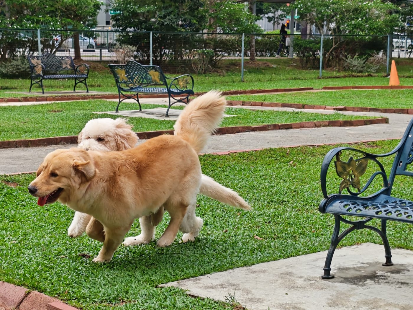 A golden retriever and a poodle playing on the lawn