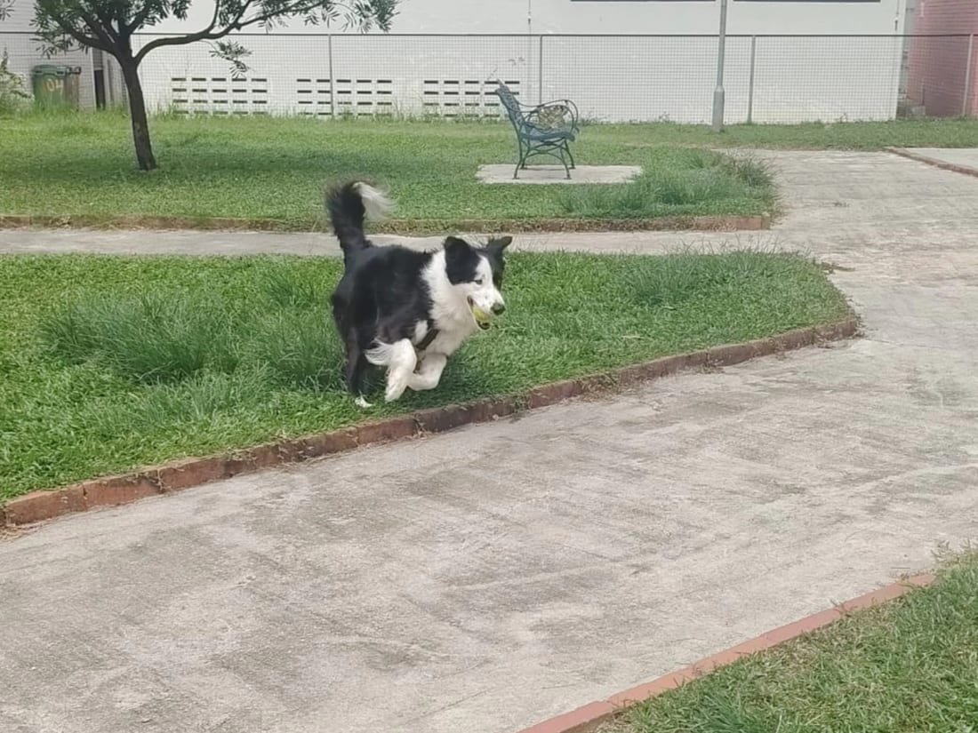 A border collie trotting along a park path