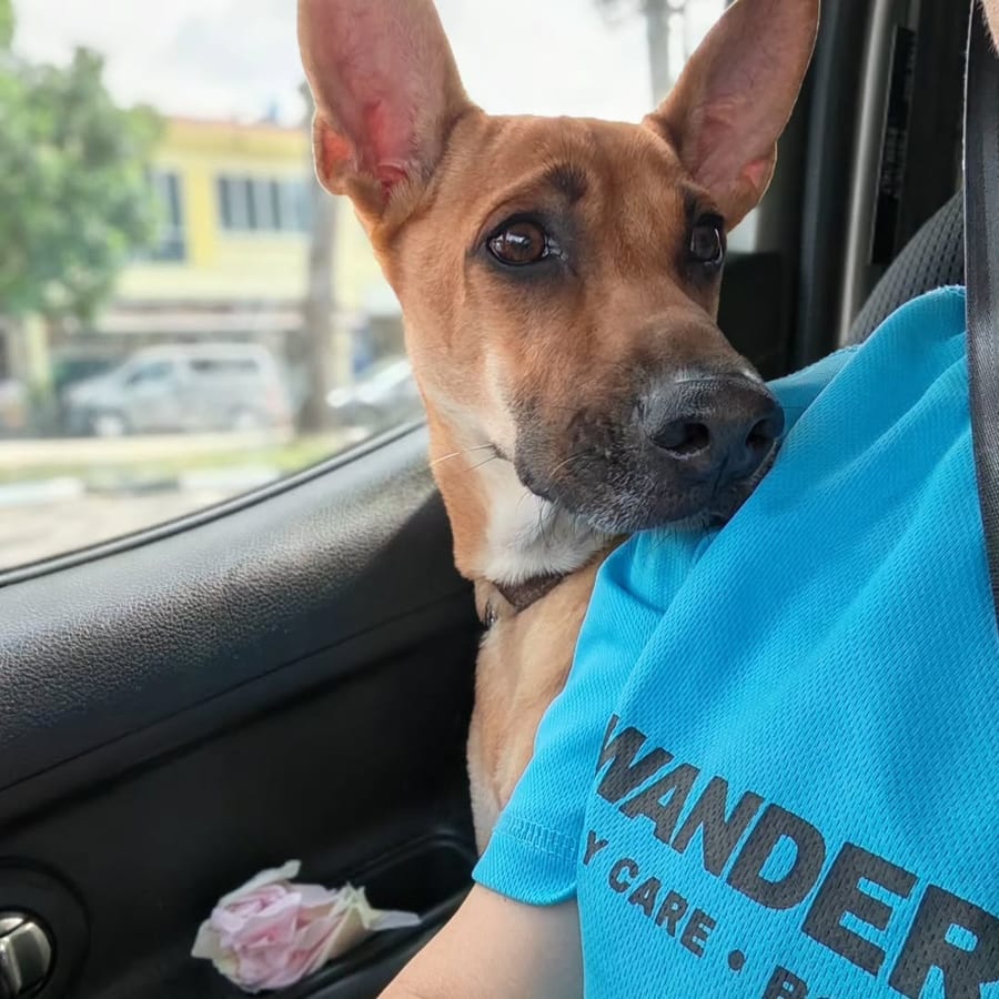 A dog riding in the Wanderlodge car next to a team member in a Wanderlodge shirt